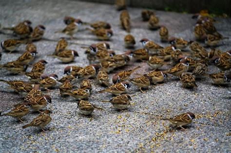 麻雀死掉怎麼處理